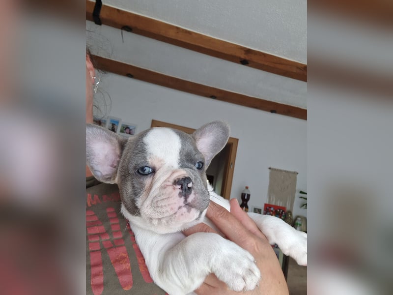 Französische bulldogge welpen