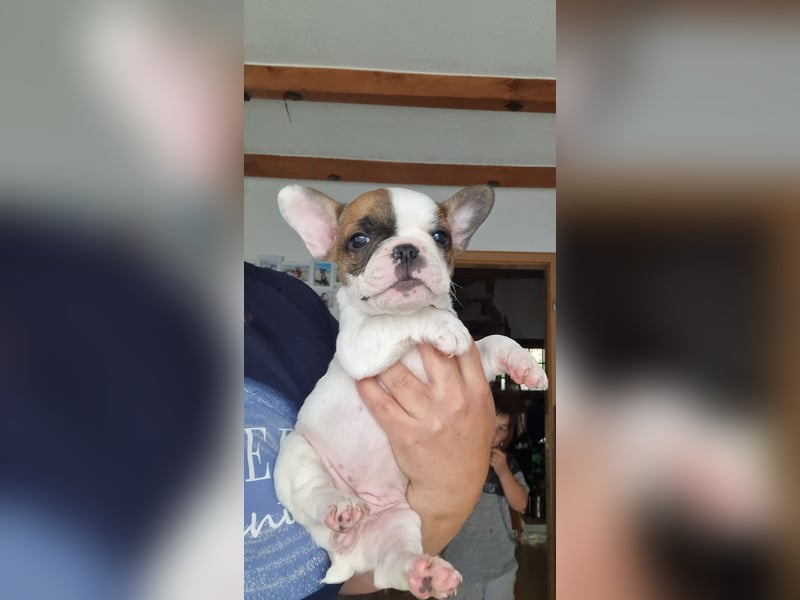 Französische bulldogge welpen