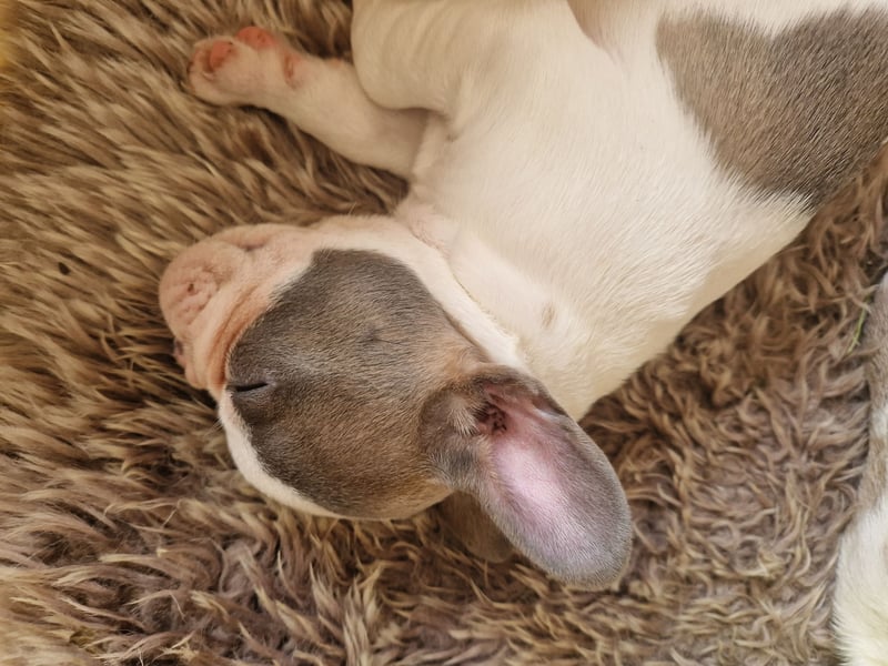Französische bulldogge welpen