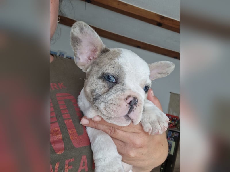 Französische bulldogge welpen