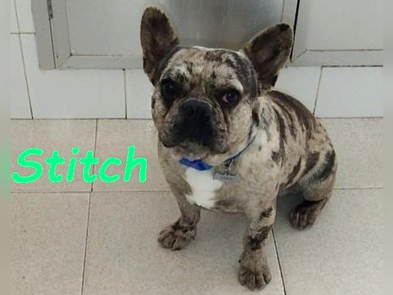 Stitch geb. 08/2023 (ESP) - gesellige und neugierige Französische Bulldogge!