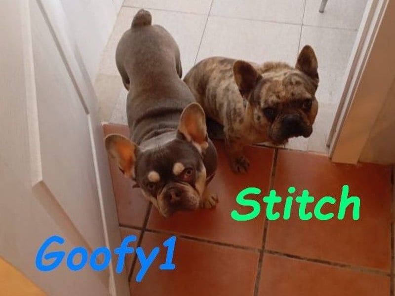 Stitch geb. 08/2023 (ESP) - gesellige und neugierige Französische Bulldogge!