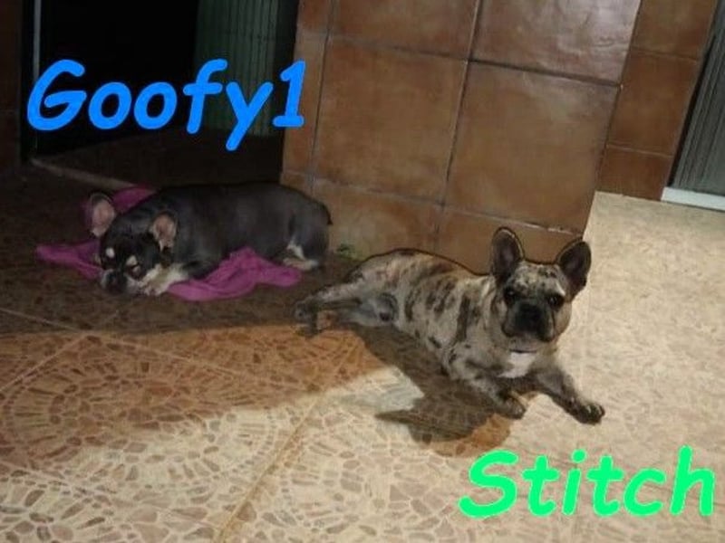 Stitch geb. 08/2023 (ESP) - gesellige und neugierige Französische Bulldogge!