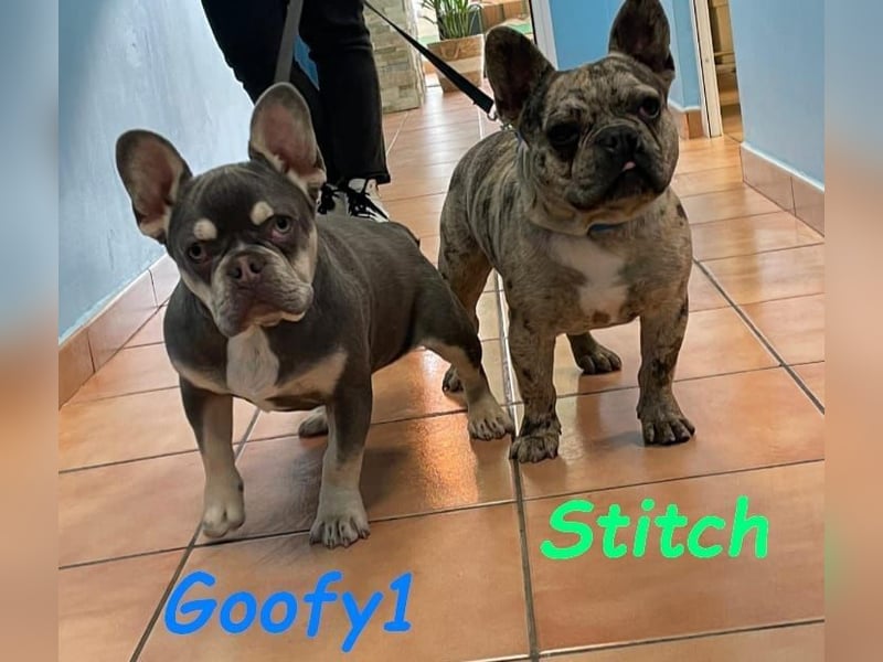 Stitch geb. 08/2023 (ESP) - gesellige und neugierige Französische Bulldogge!