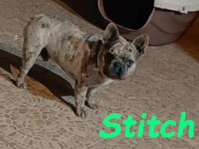 Stitch geb. 08/2023 (ESP) - gesellige und neugierige Französische Bulldogge!