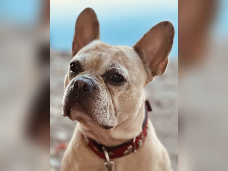 **Deckrüde Odin – Blue Creme Merle French Bulldog**