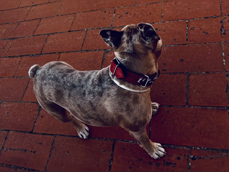 **Deckrüde Odin – Blue Creme Merle French Bulldog**