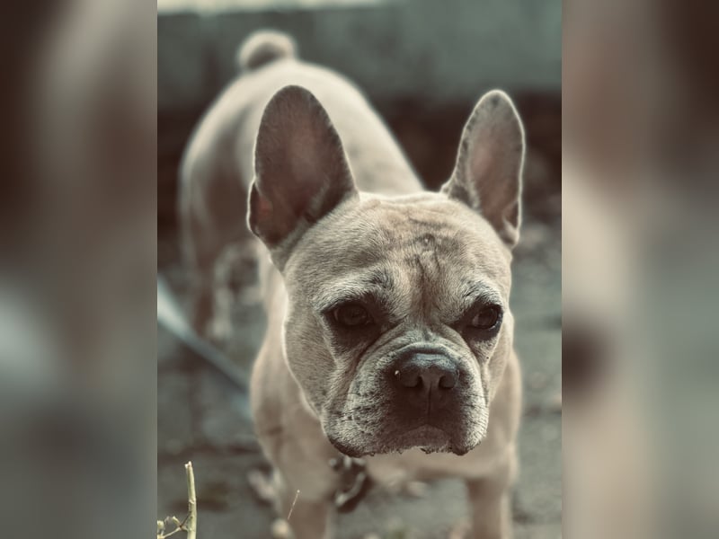 **Deckrüde Odin – Blue Creme Merle French Bulldog**