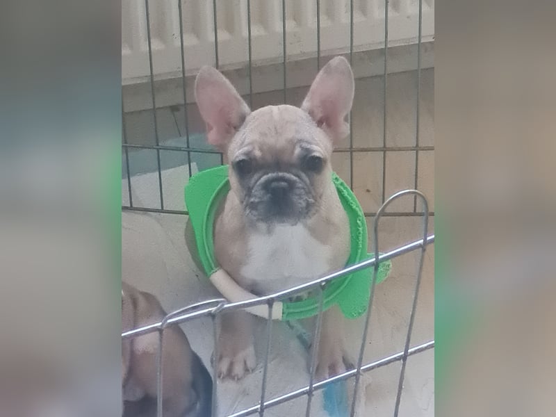 Wunderschöne Französische Bulldogge Welpen