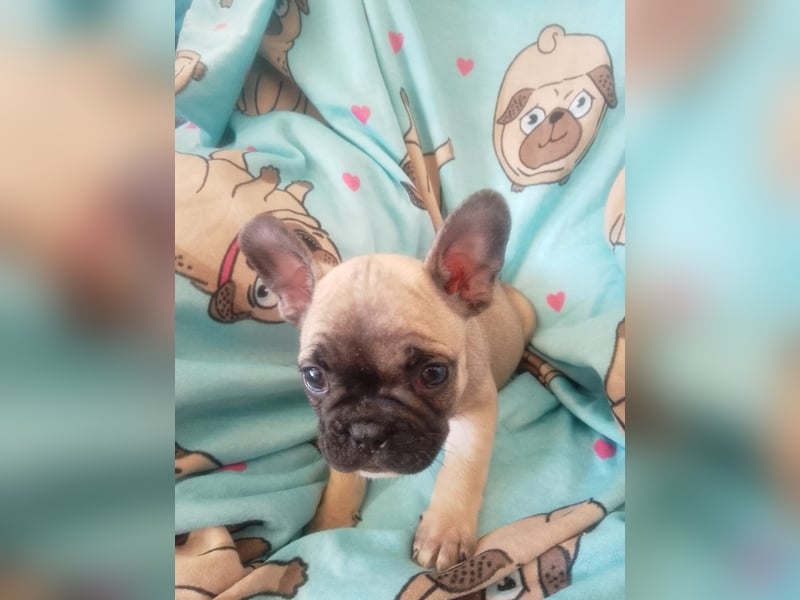 Wunderschöne Französische Bulldogge Welpen