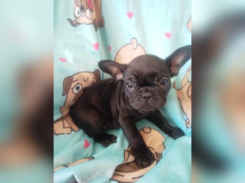 Wunderschöne Französische Bulldogge Welpen