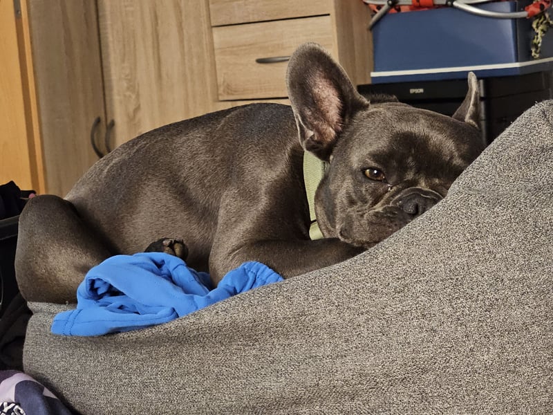 Französische Bulldogge Odin