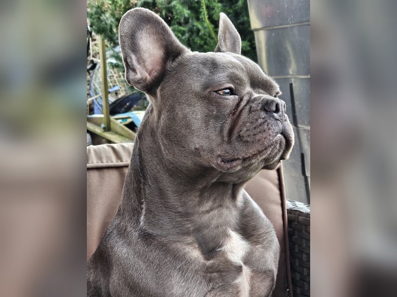 Französische Bulldogge Odin