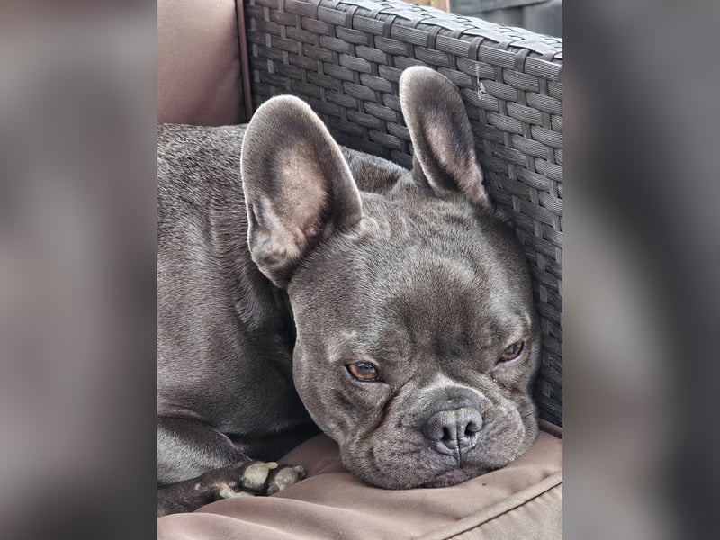 Französische Bulldogge Odin