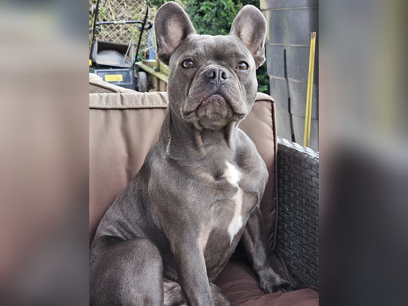 Französische Bulldogge Odin