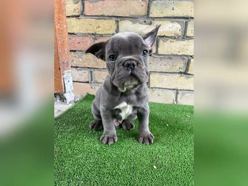 Französische Bulldog Welpen