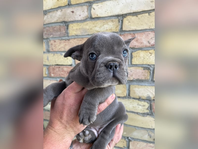 Französische Bulldog Welpen