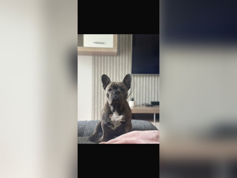 Französische Bulldogge