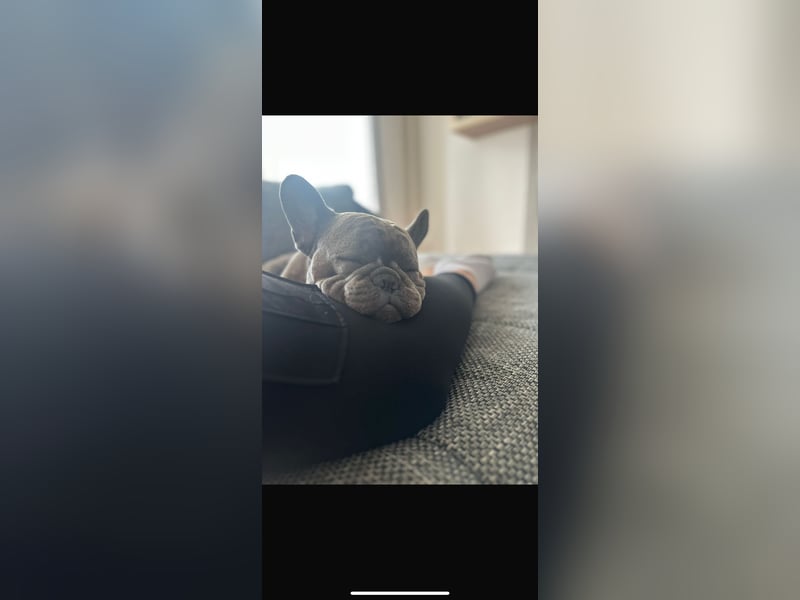 Französische Bulldogge
