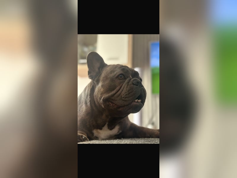 Französische Bulldogge