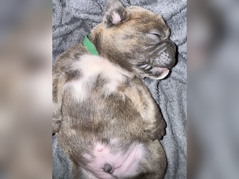 Duke , Chocolate ( reserviert bis 25.05.24 )