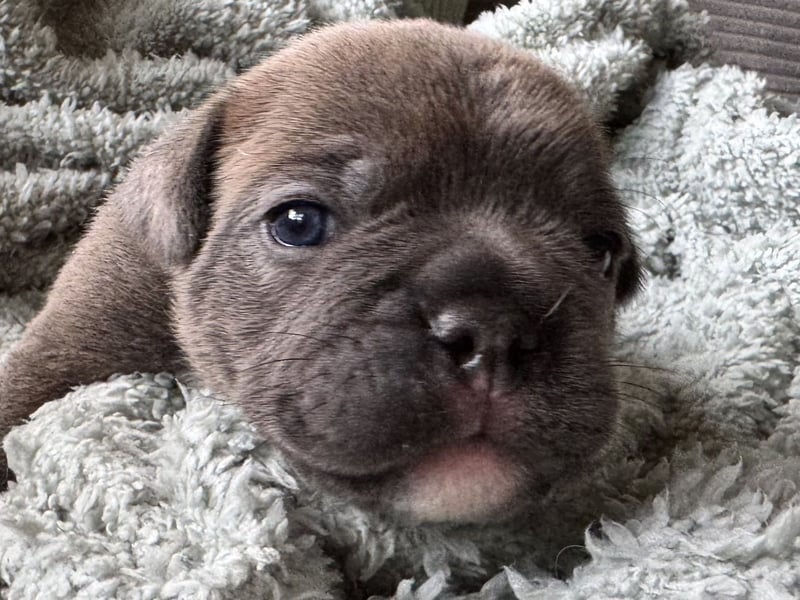 Duke , Chocolate ( reserviert bis 25.05.24 )
