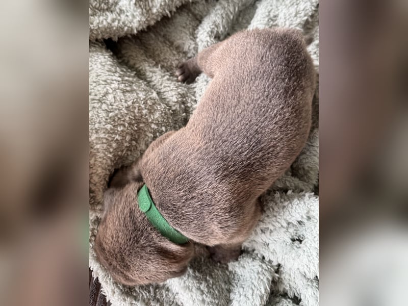 Duke , Chocolate ( reserviert bis 25.05.24 )