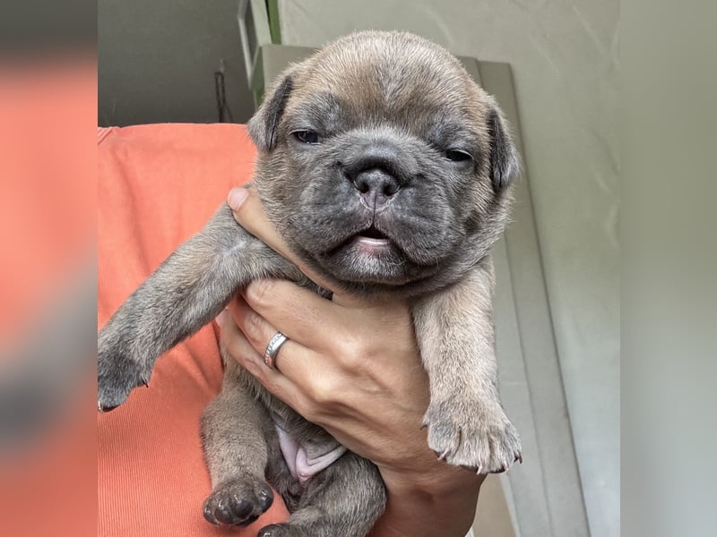 Duke , Chocolate ( reserviert bis 25.05.24 )