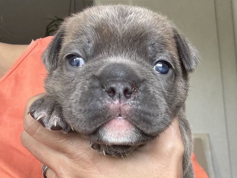 Duke , Chocolate ( reserviert bis 25.05.24 )