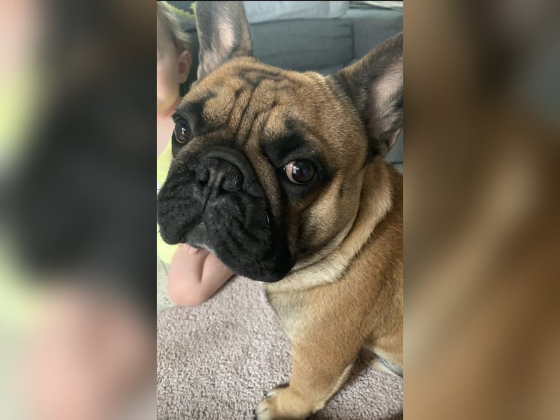 Französische Bulldogge 4 Jahre alt