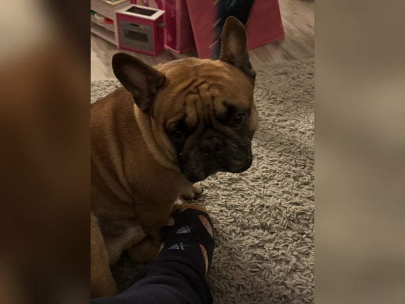 Französische Bulldogge 4 Jahre alt