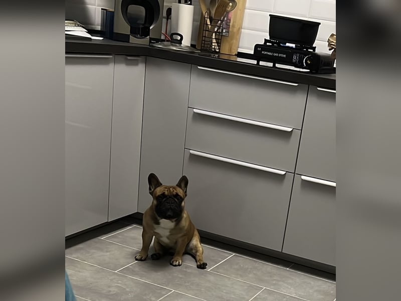 Französische Bulldogge 4 Jahre alt