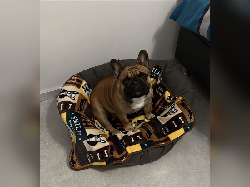 Französische Bulldogge 4 Jahre alt