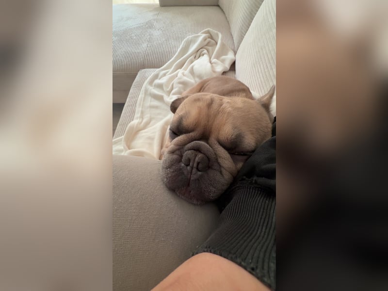 Französische Bulldogge Bora