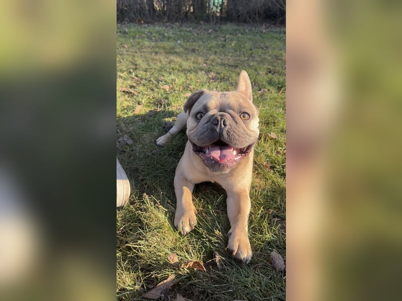 Französische Bulldogge Bora