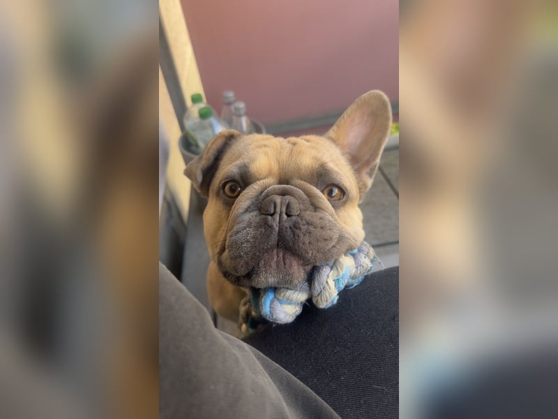 Französische Bulldogge Bora