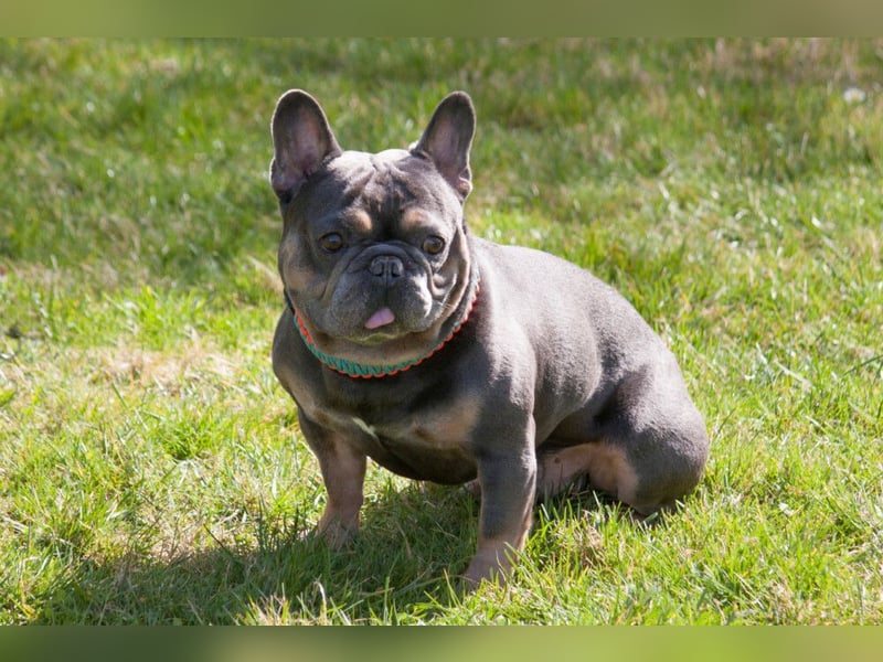 French Hugo - selbstbewusster Bulli - Tierhilfe Franken e.V.