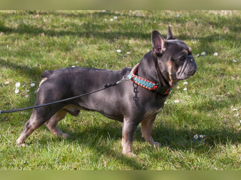 French Hugo - selbstbewusster Bulli - Tierhilfe Franken e.V.