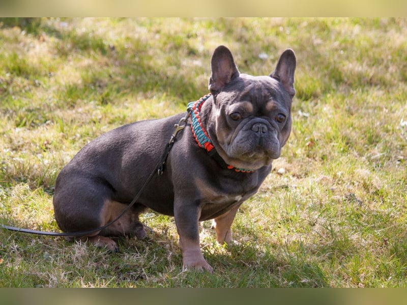 French Hugo - selbstbewusster Bulli - Tierhilfe Franken e.V.