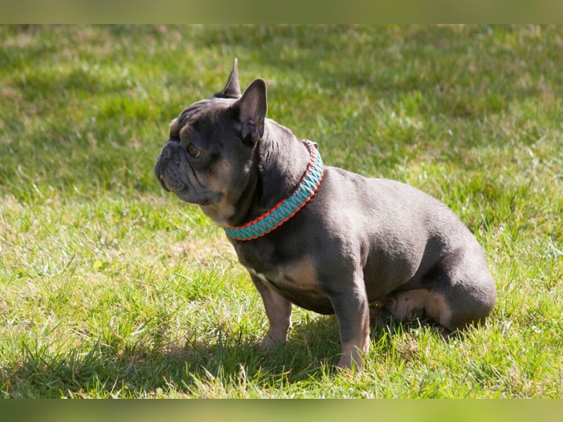 French Hugo - selbstbewusster Bulli - Tierhilfe Franken e.V.