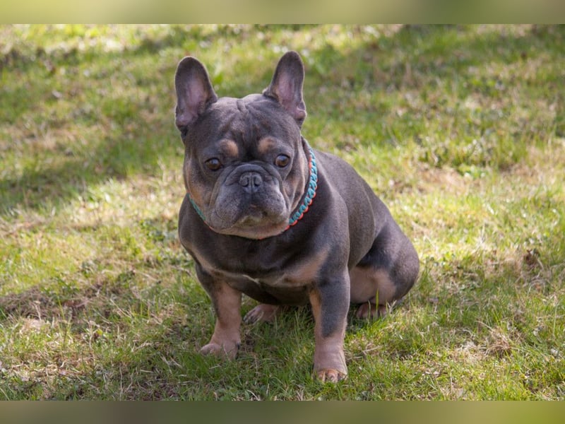 French Hugo - selbstbewusster Bulli - Tierhilfe Franken e.V.