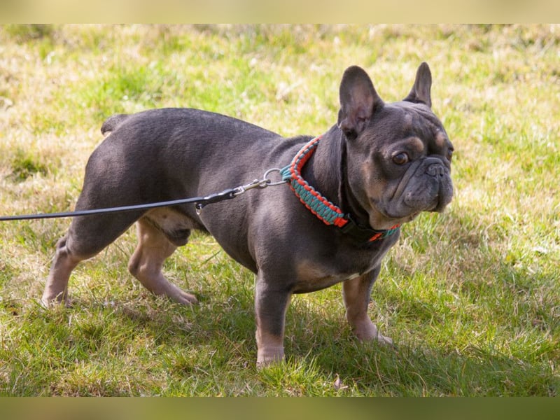 French Hugo - selbstbewusster Bulli - Tierhilfe Franken e.V.