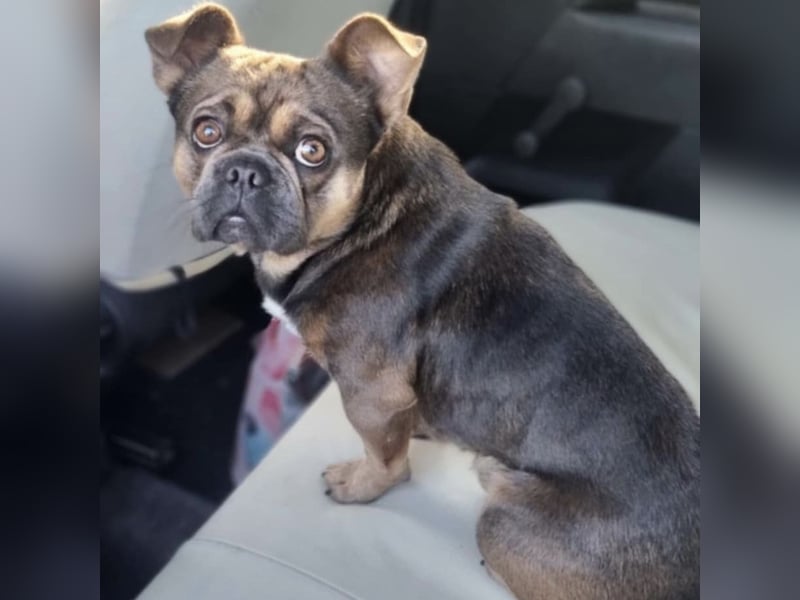 BASTIEN - SUCHT LIEBEVOLLES ZUHAUSE