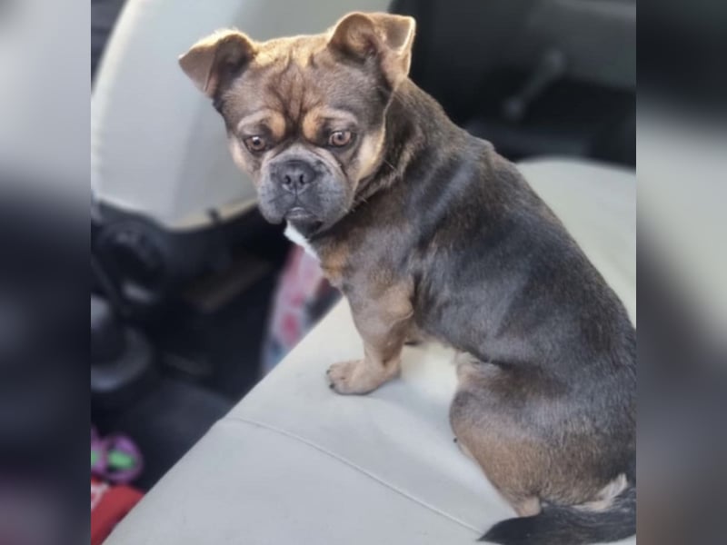 BASTIEN - SUCHT LIEBEVOLLES ZUHAUSE