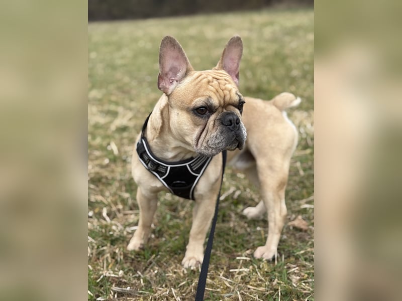 Französische Bulldogge