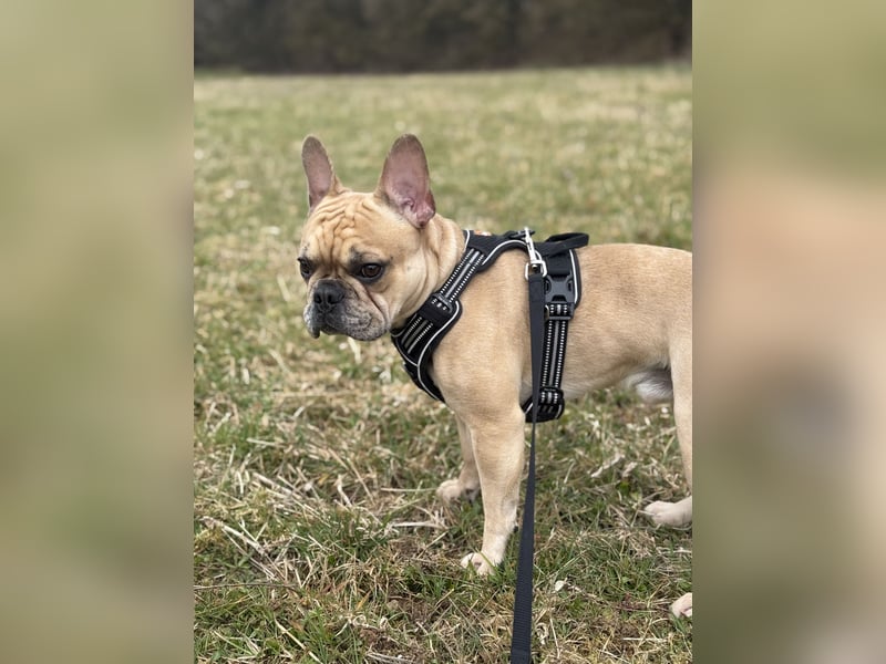 Französische Bulldogge