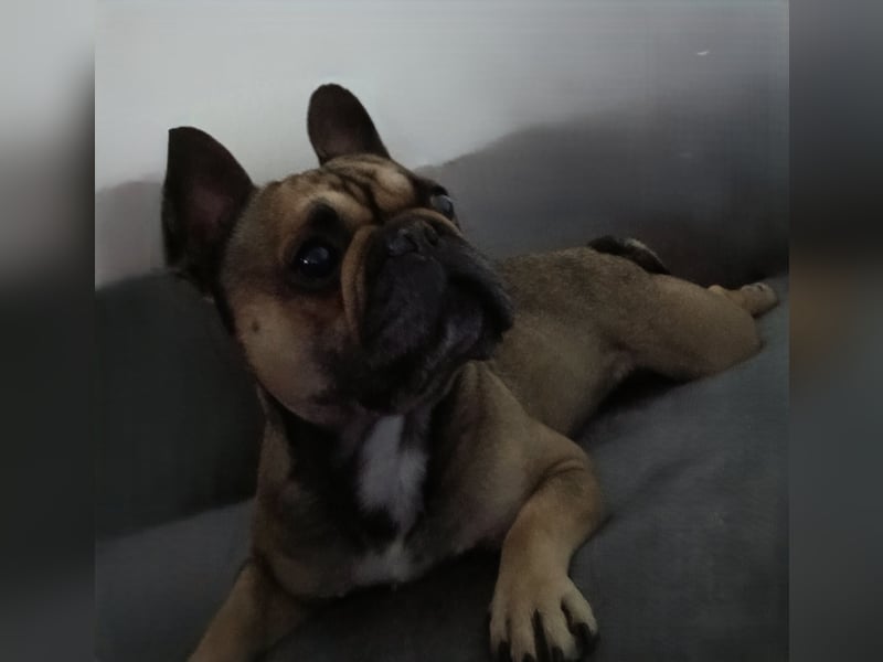 Französische Bulldogge