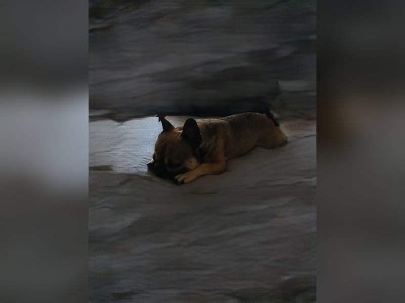 Französische Bulldogge
