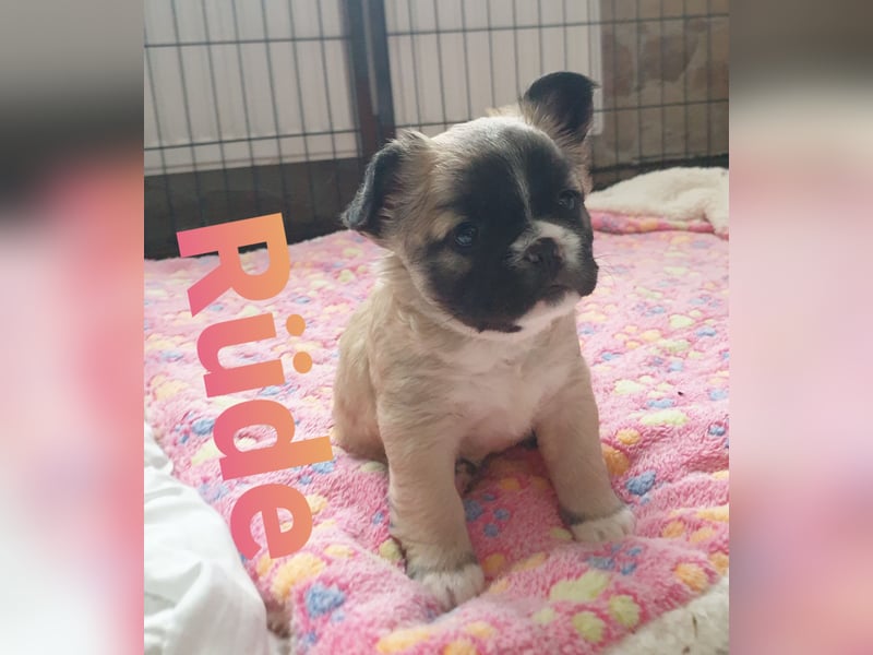 Adoptierst du mich   french fluffy