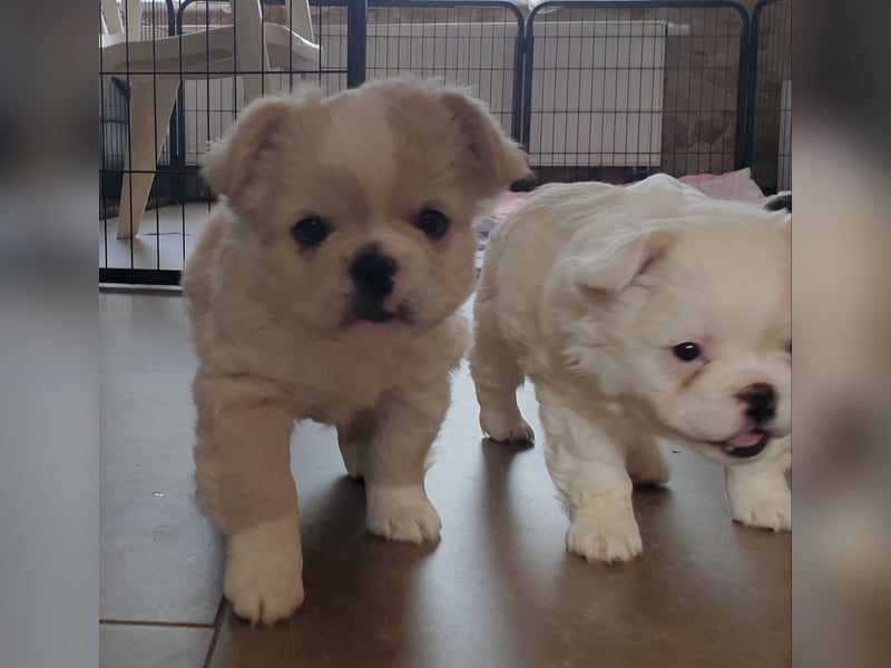 Adoptierst du mich   french fluffy